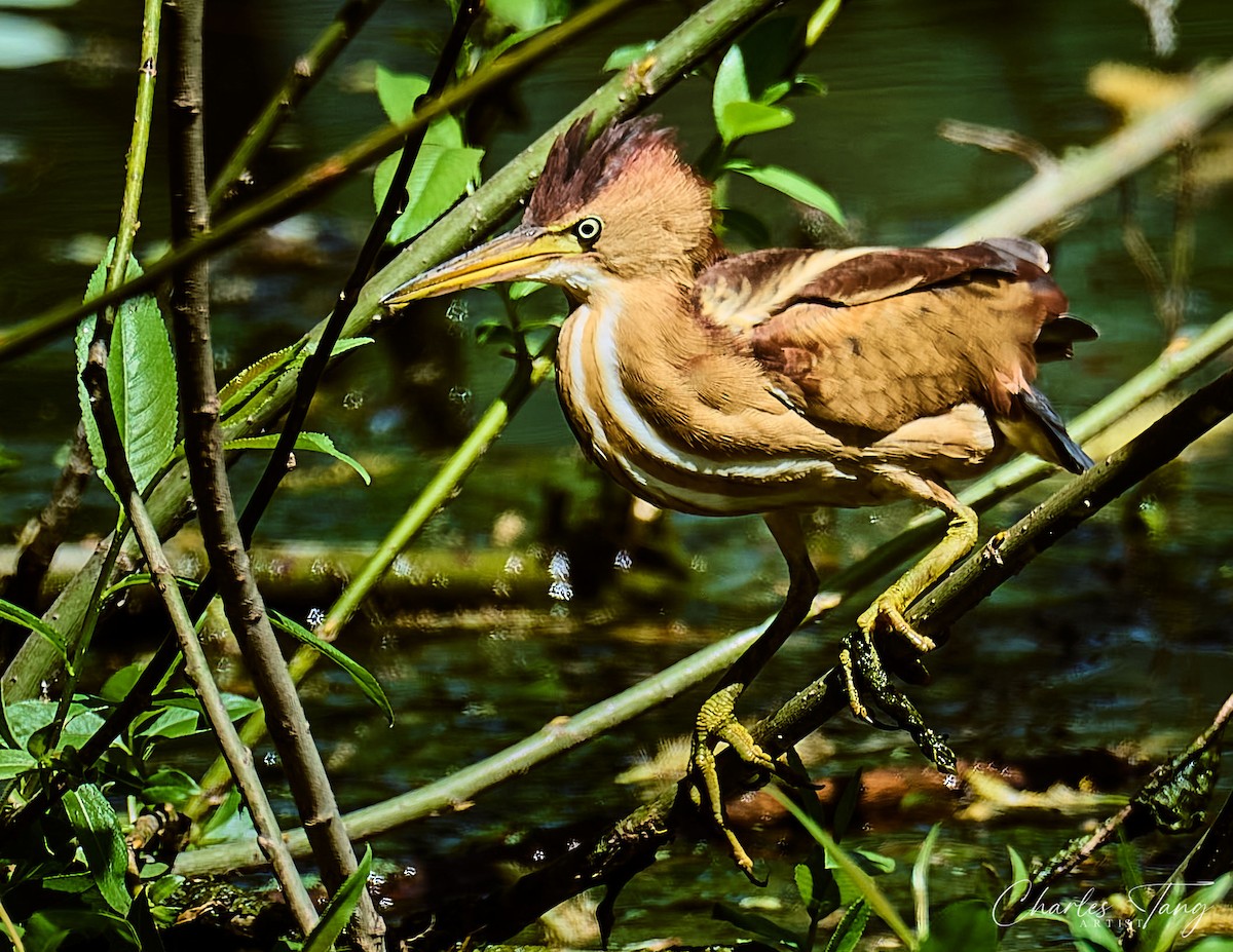 Least Bittern - ML634645463
