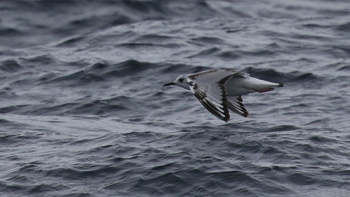 Mouette de Bonaparte - ML634645466