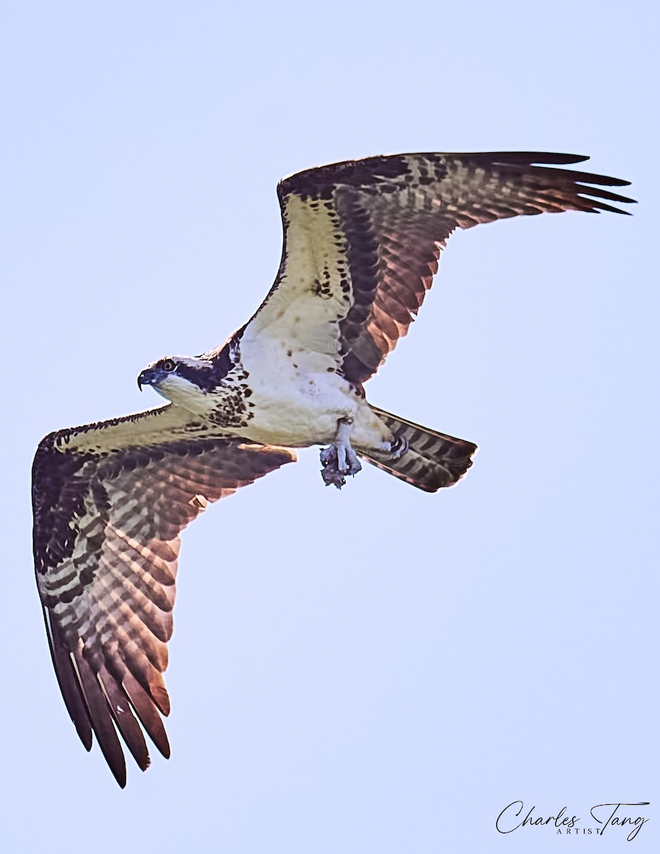 魚鷹 - ML634645473