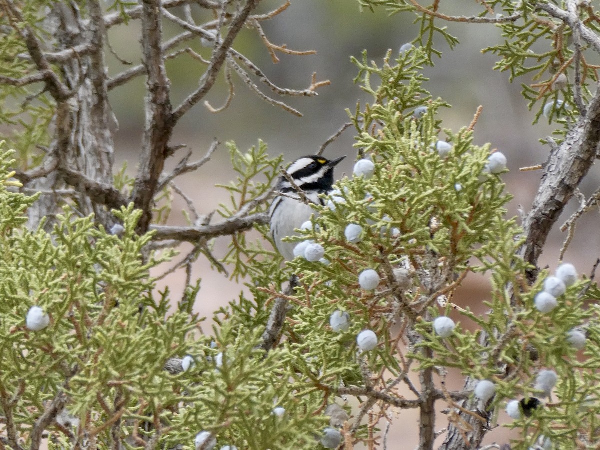 Black-throated Gray Warbler - ML634645474