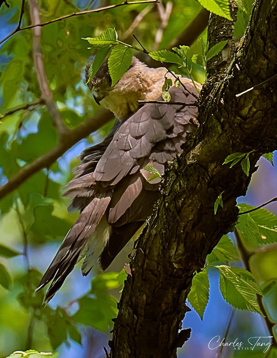 Cooper's Hawk - ML634645489