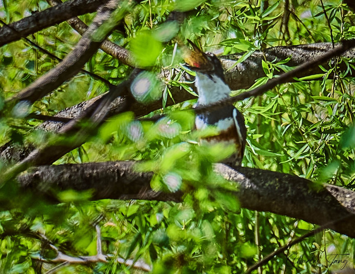 Belted Kingfisher - ML634645527