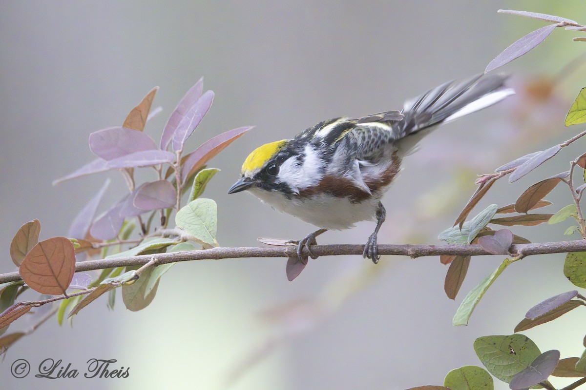 Chestnut-sided Warbler - ML634645561