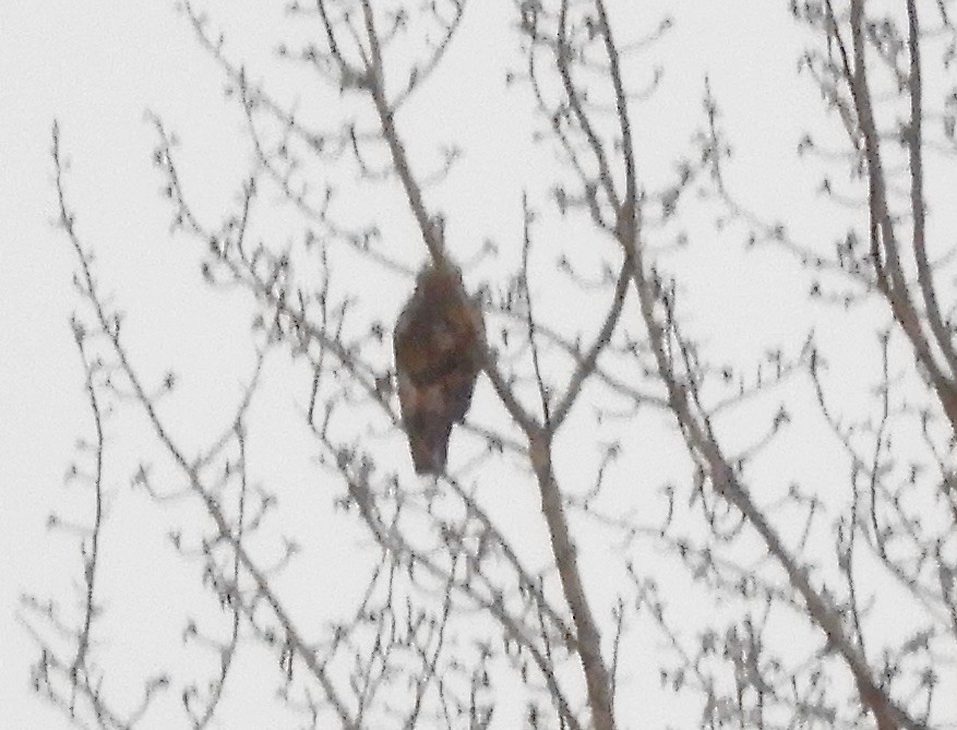Buteo sp. - ML634645570