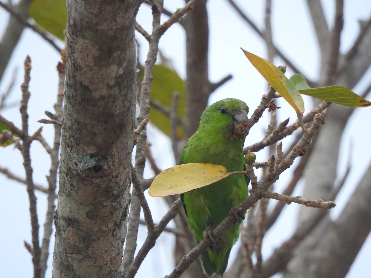 papoušíček mexický (ssp. insularis) - ML634645582