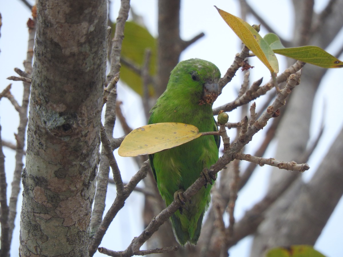 papoušíček mexický (ssp. insularis) - ML634645583