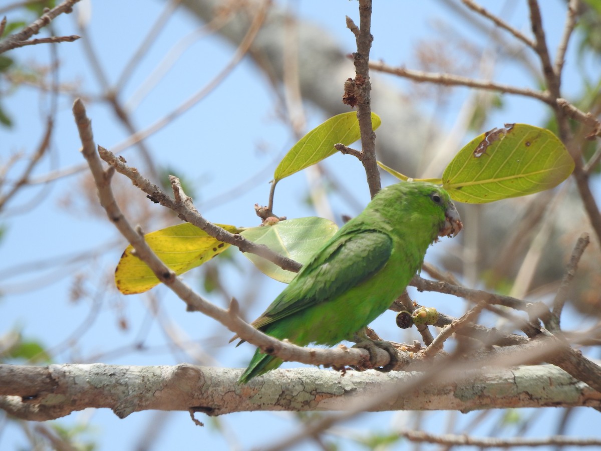 papoušíček mexický (ssp. insularis) - ML634645584