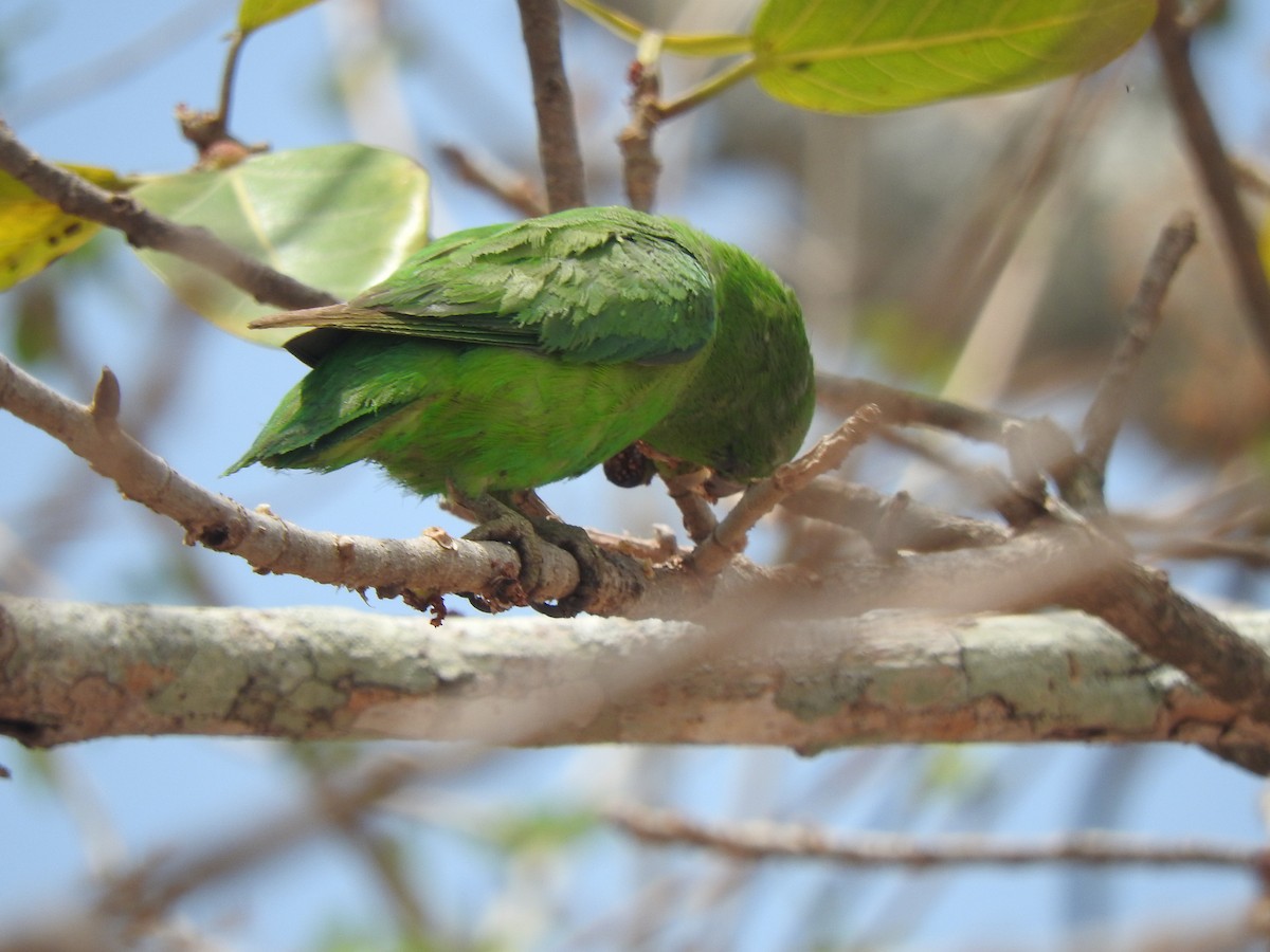 papoušíček mexický (ssp. insularis) - ML634645585