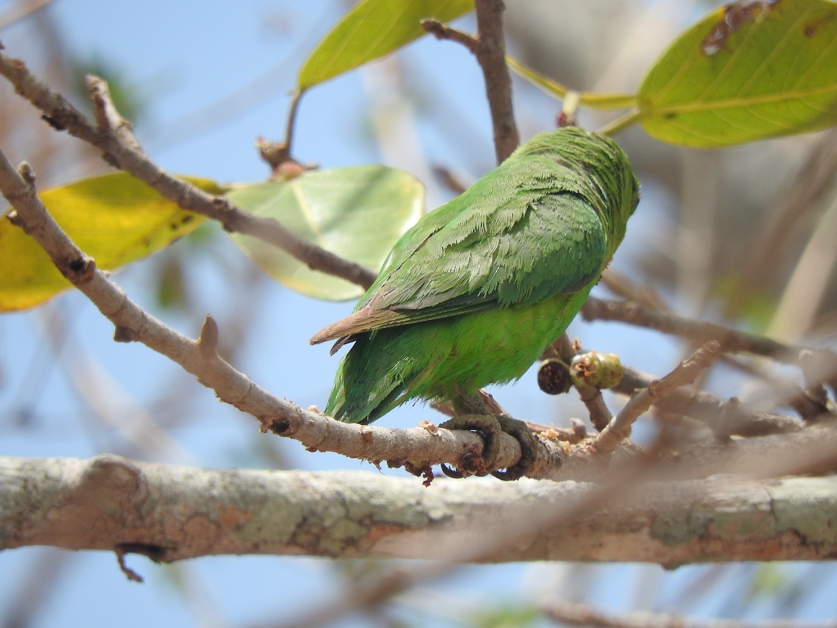 papoušíček mexický (ssp. insularis) - ML634645586