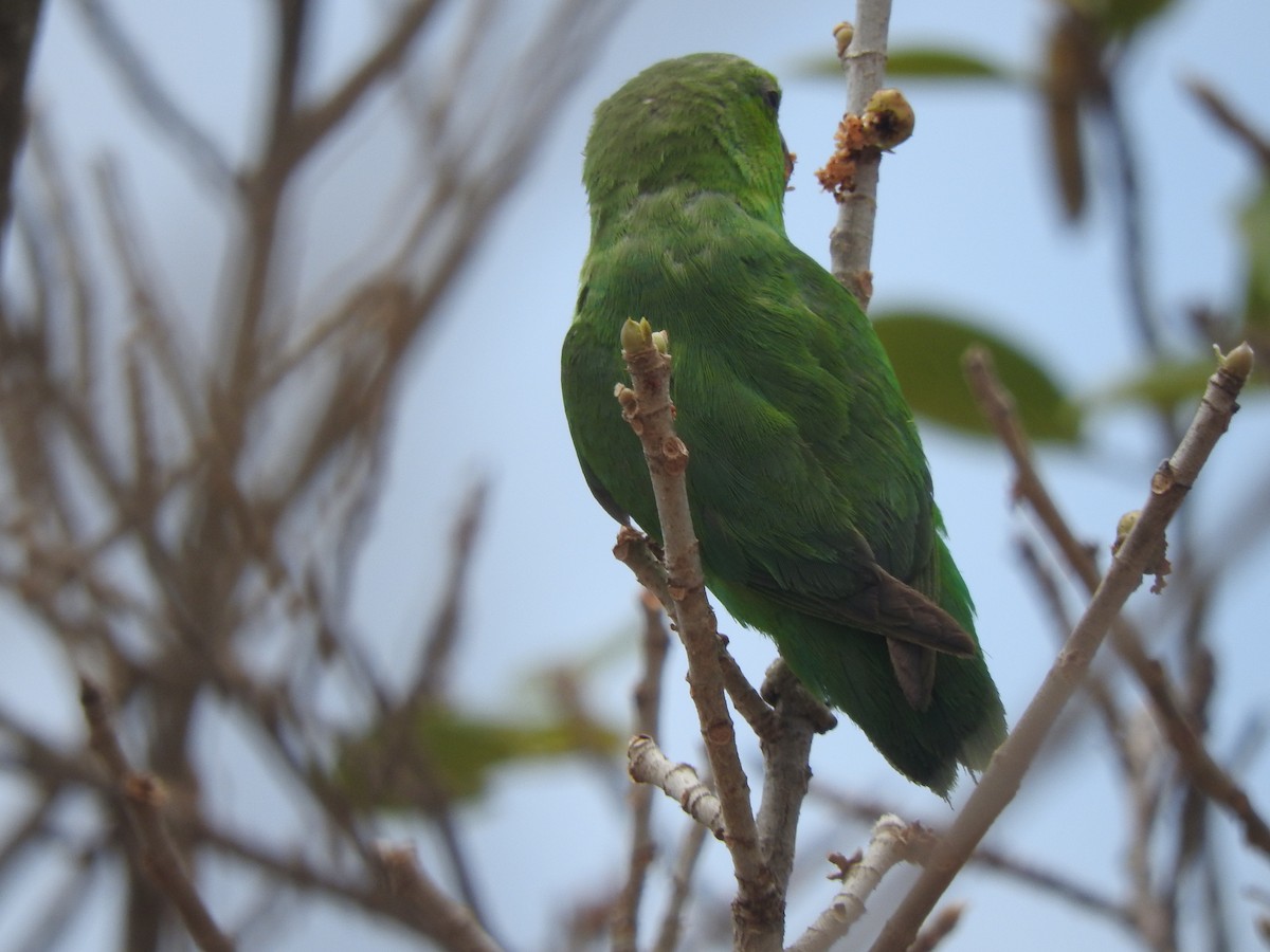papoušíček mexický (ssp. insularis) - ML634645587