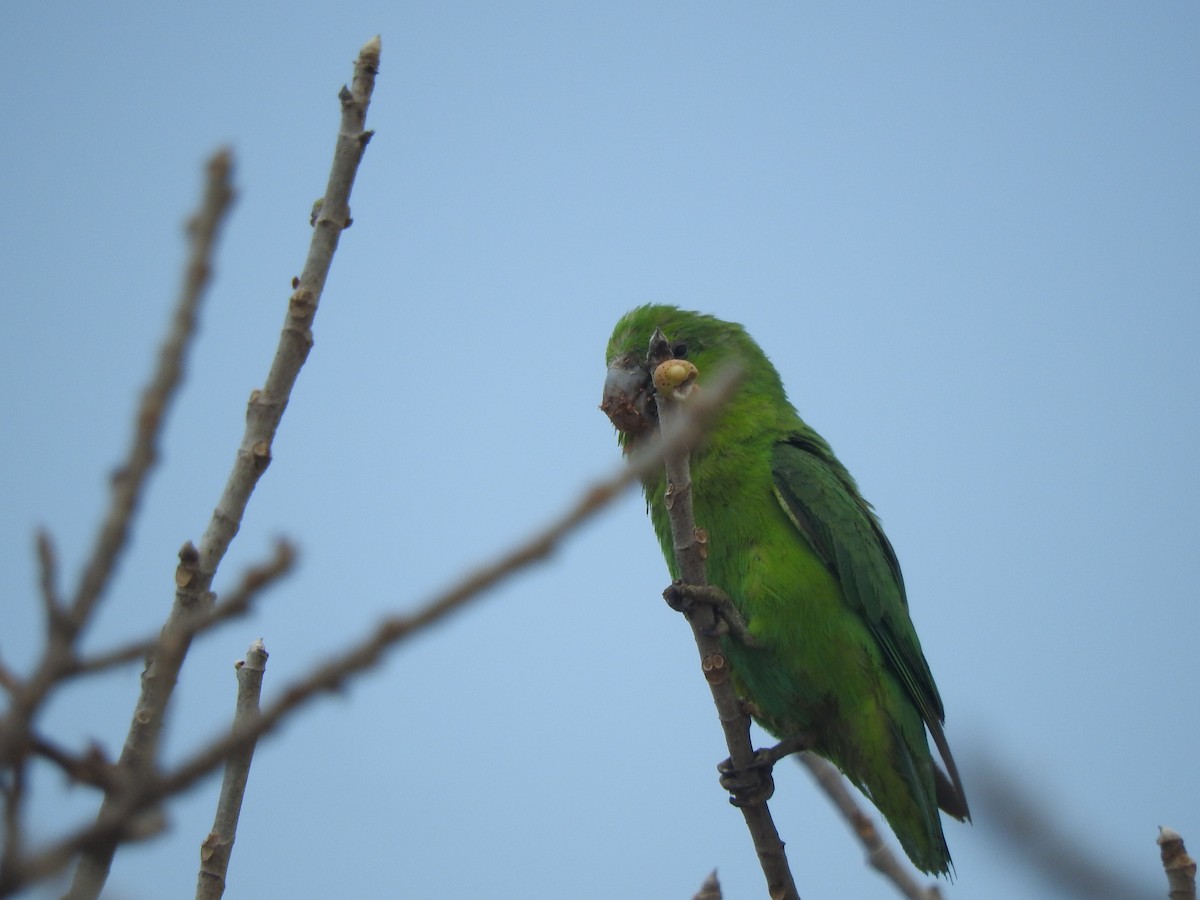 papoušíček mexický (ssp. insularis) - ML634645588