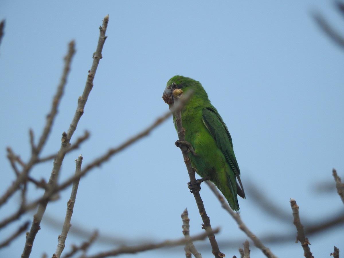 papoušíček mexický (ssp. insularis) - ML634645589