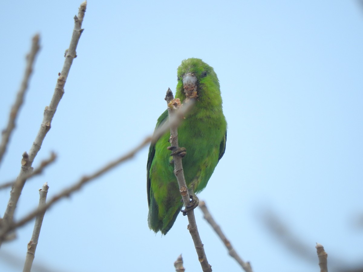papoušíček mexický (ssp. insularis) - ML634645590