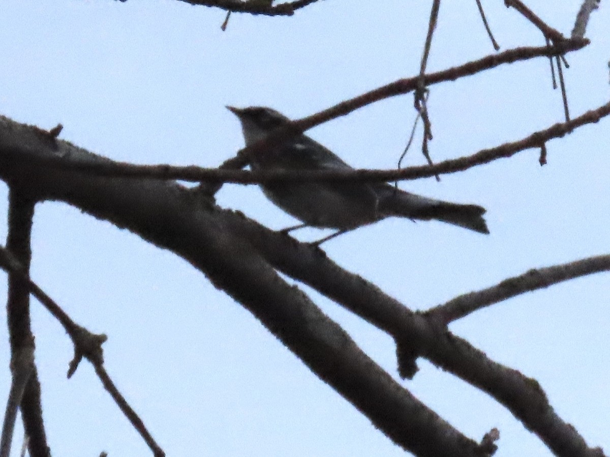 Yellow-rumped Warbler - ML634645689