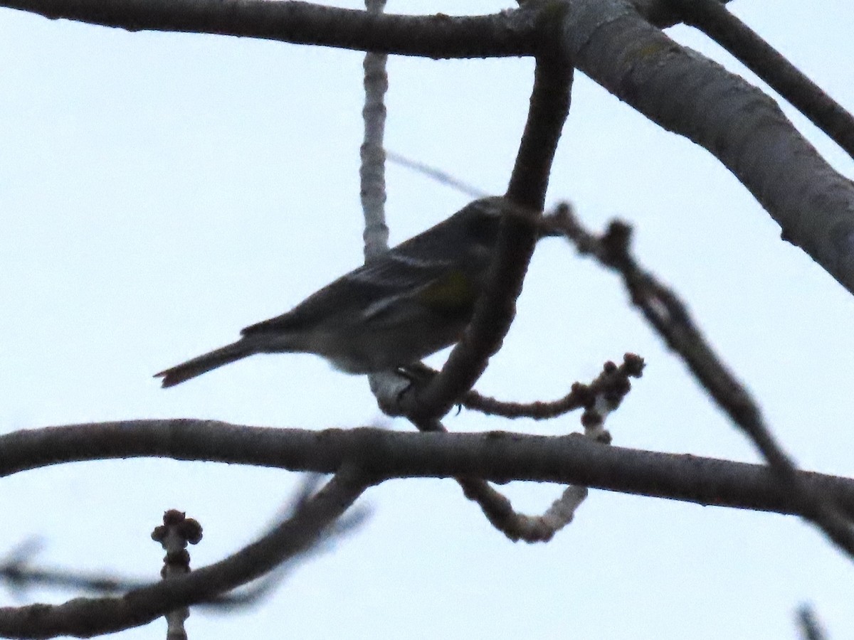 Yellow-rumped Warbler - ML634645690