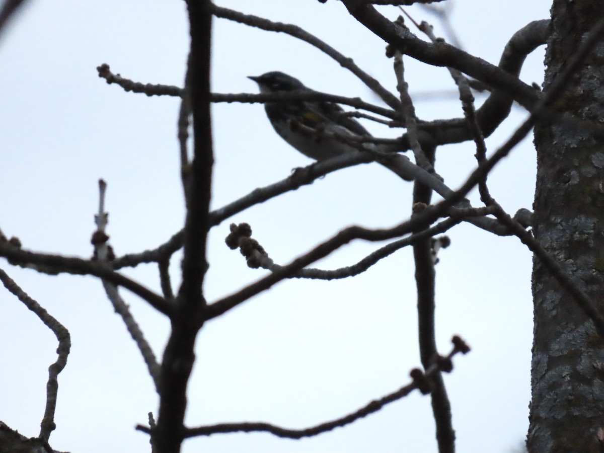 Yellow-rumped Warbler - ML634645691