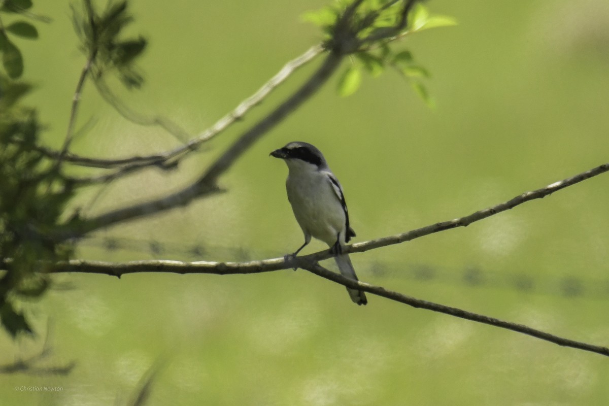 Loggerhead Shrike - ML634645730