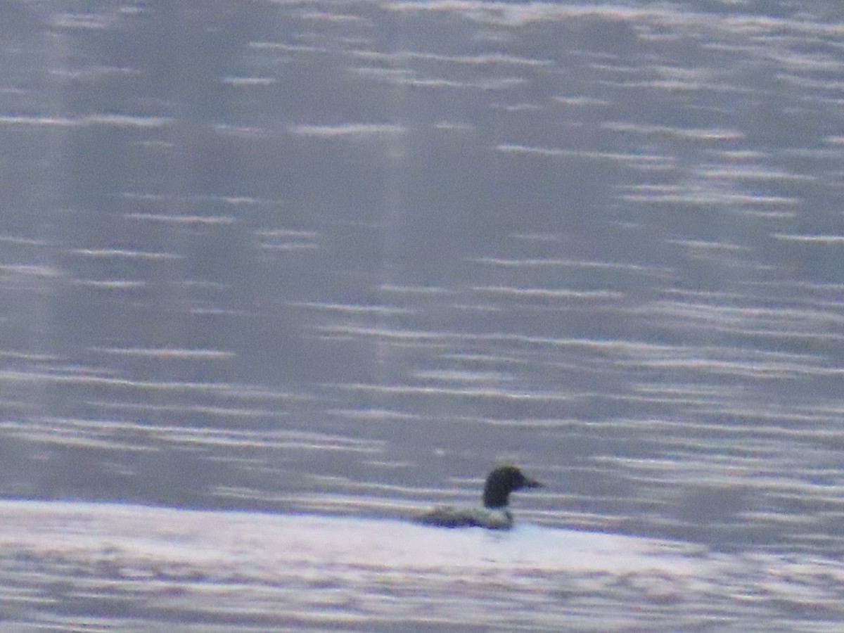 Common Loon - ML634645741
