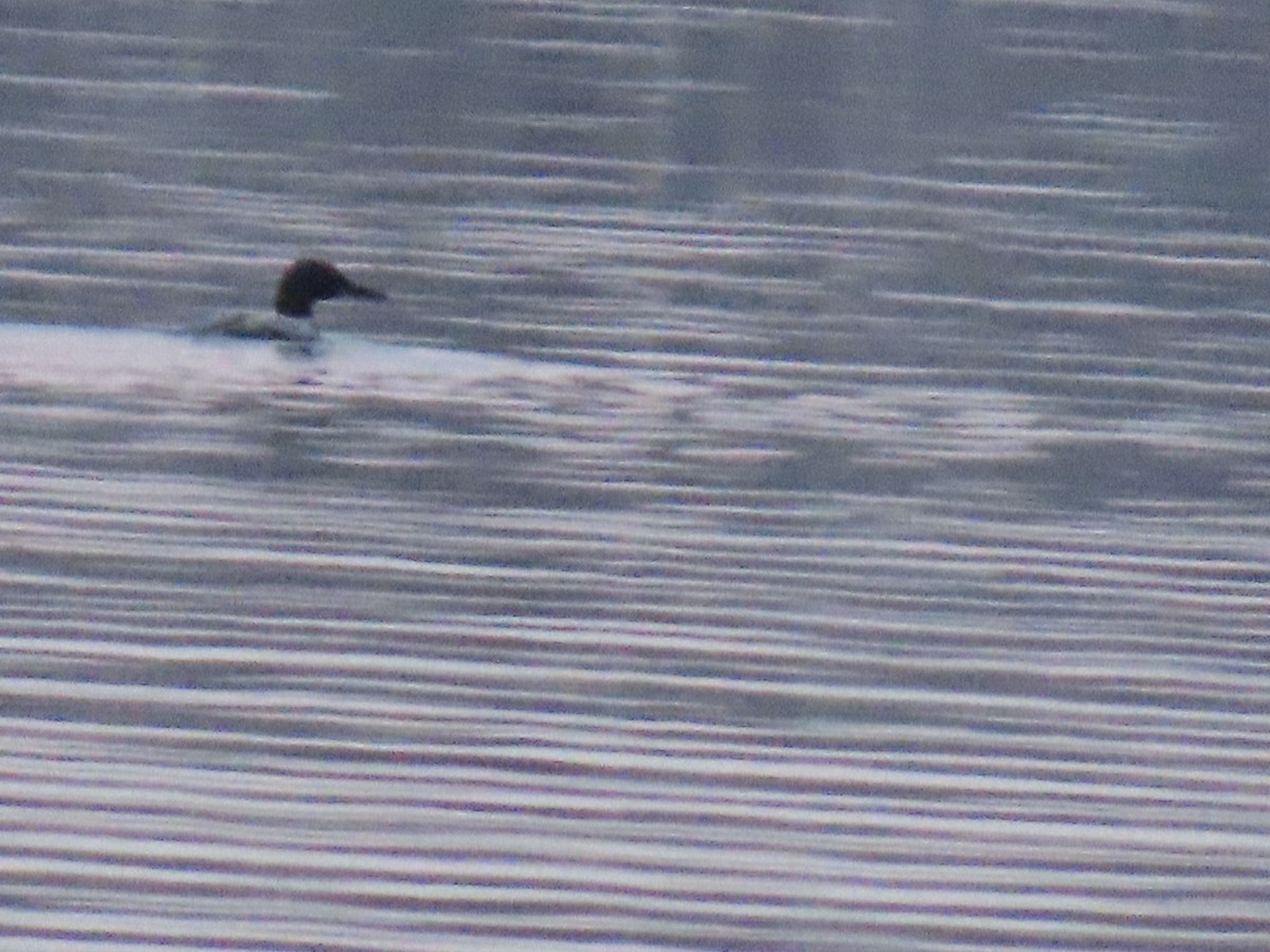 Common Loon - ML634645742
