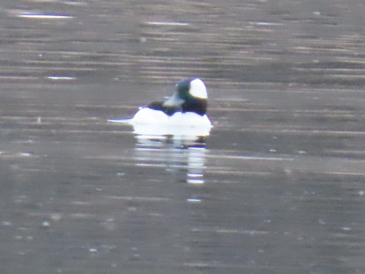 Bufflehead - ML634645795