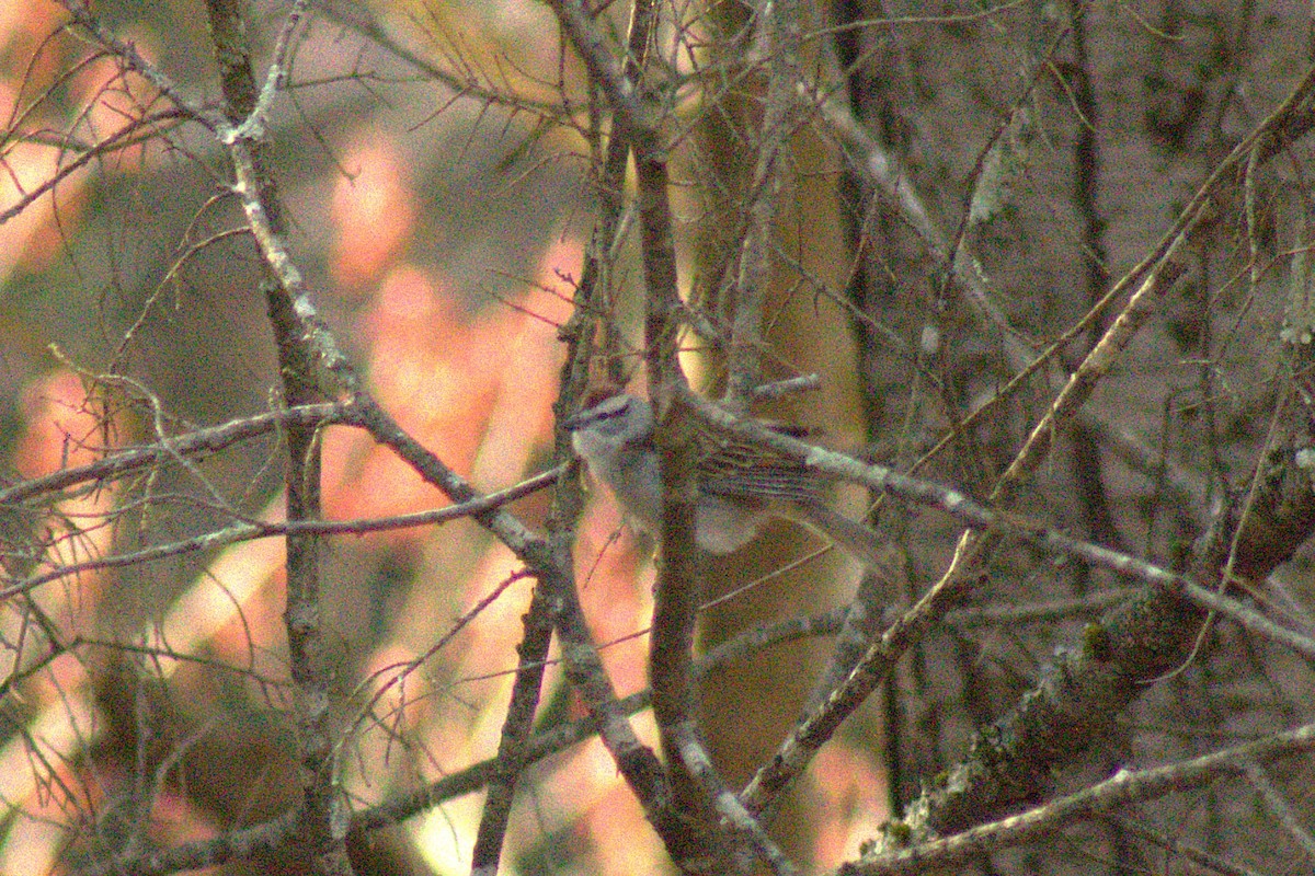 Chipping Sparrow - ML634645809