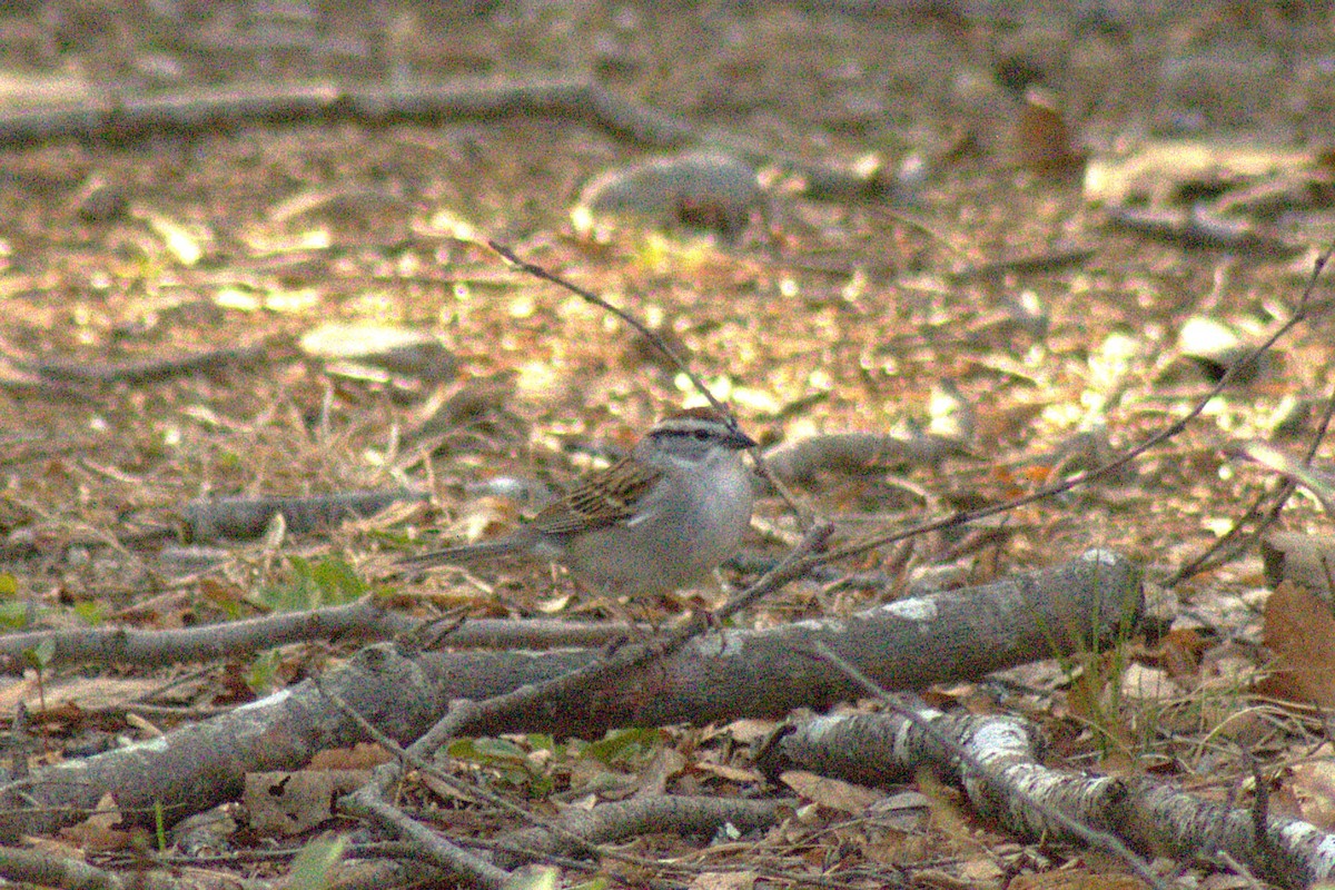 Chipping Sparrow - ML634645810