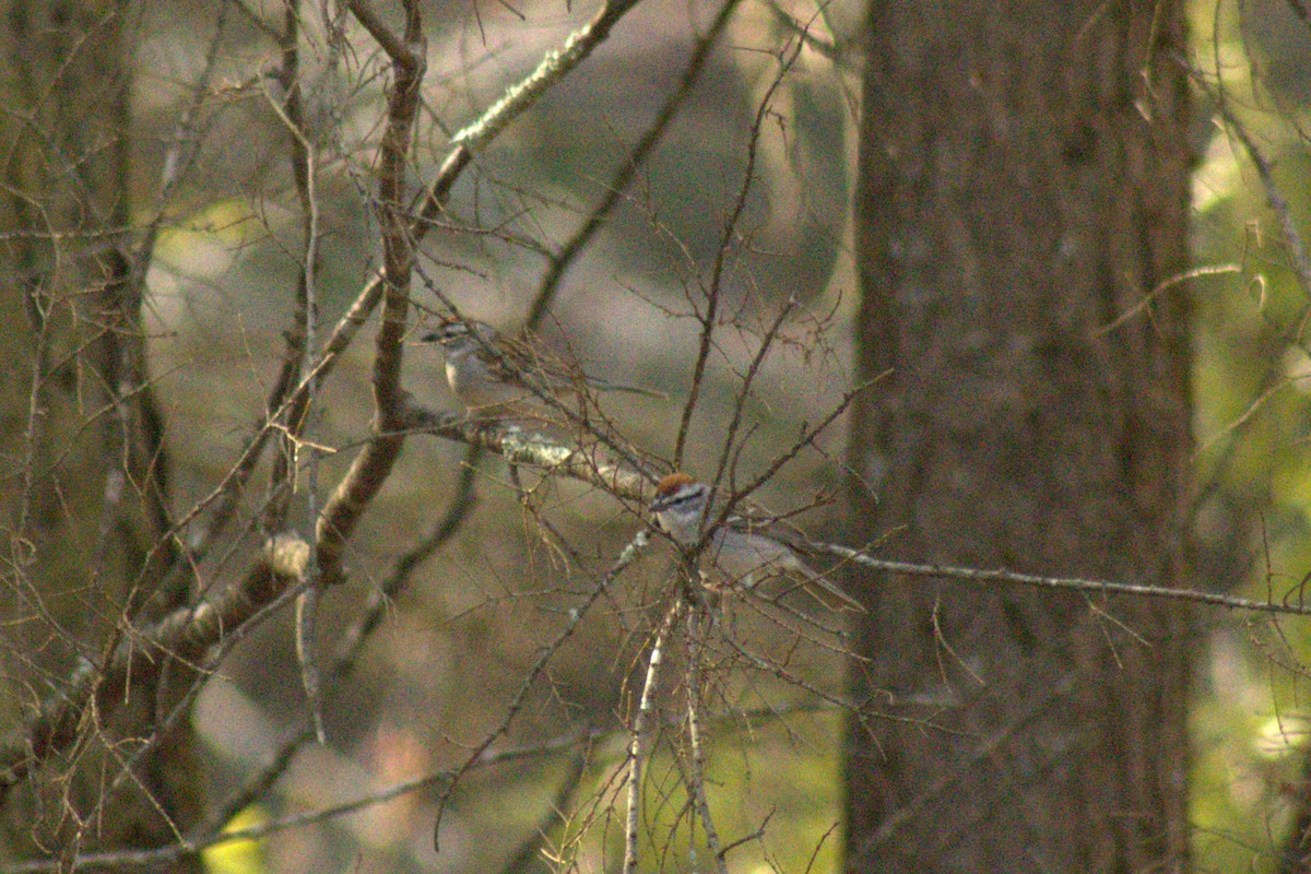 Chipping Sparrow - ML634645811