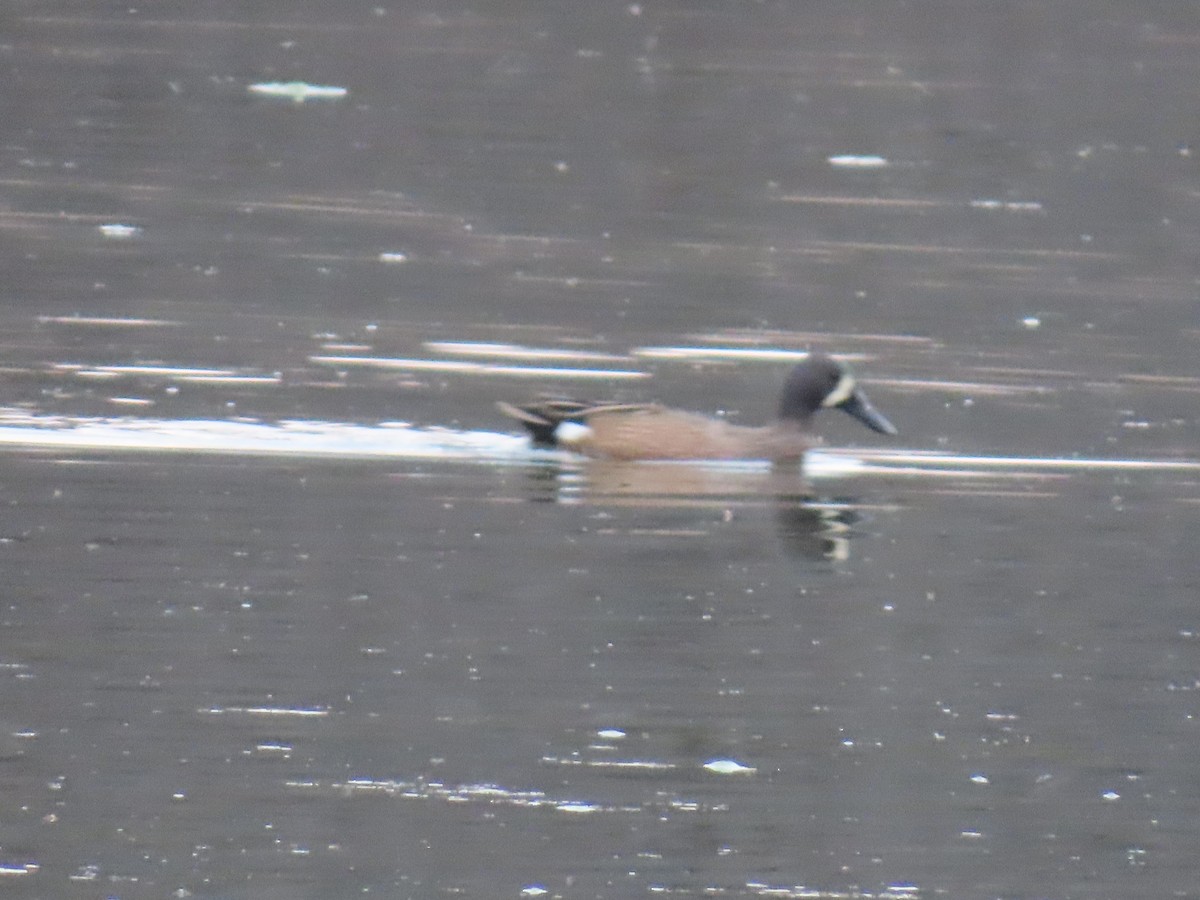 Blue-winged Teal - ML634645838
