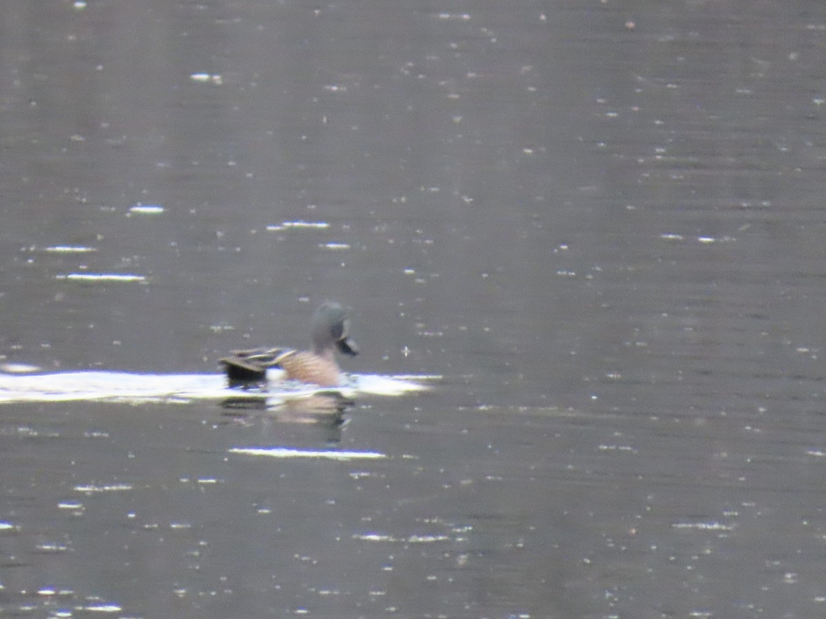 Blue-winged Teal - ML634645840