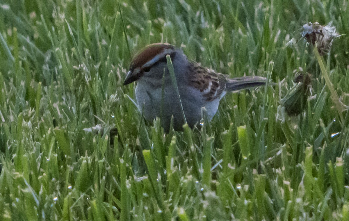 Chipping Sparrow - ML634646059