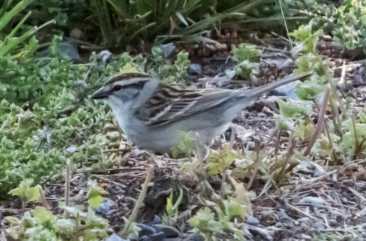 Chipping Sparrow - ML634646060