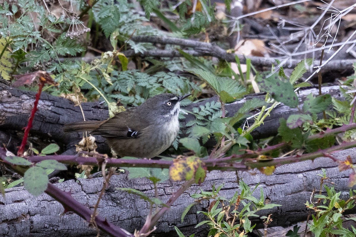White-browed Scrubwren (White-browed) - ML634646108