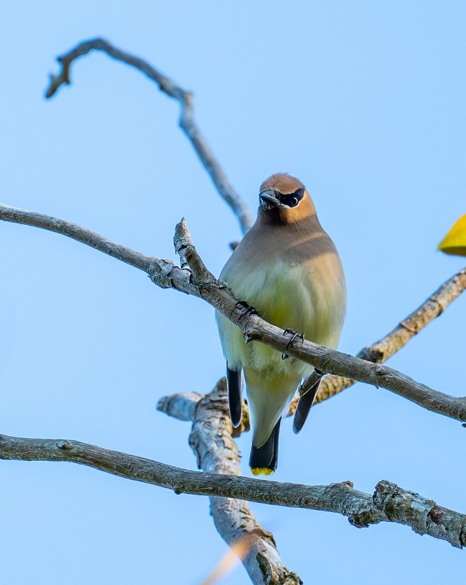 Cedar Waxwing - ML634646173