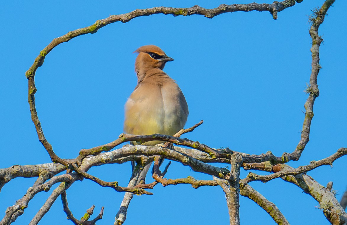 Cedar Waxwing - ML634646174
