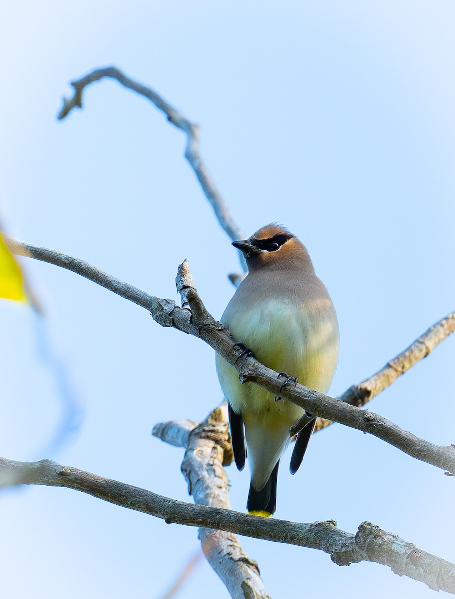 Cedar Waxwing - ML634646176