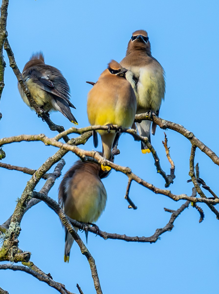 Cedar Waxwing - ML634646177