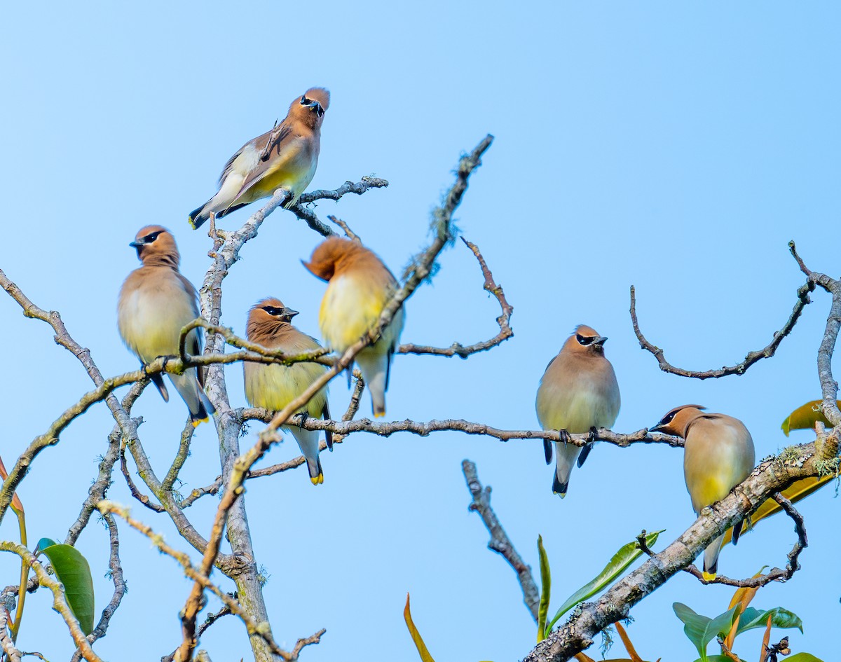 Cedar Waxwing - ML634646178