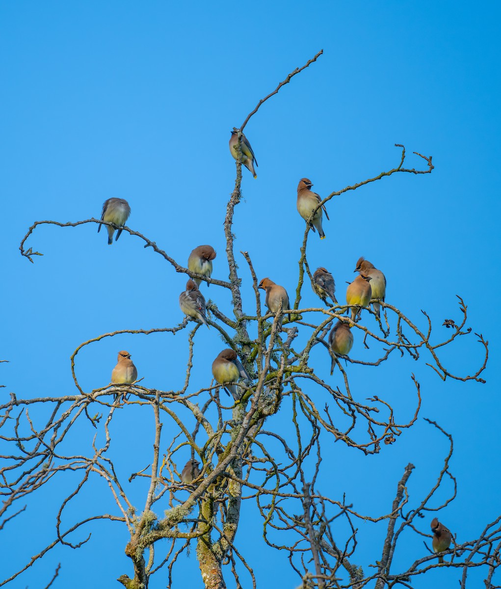 Cedar Waxwing - ML634646179