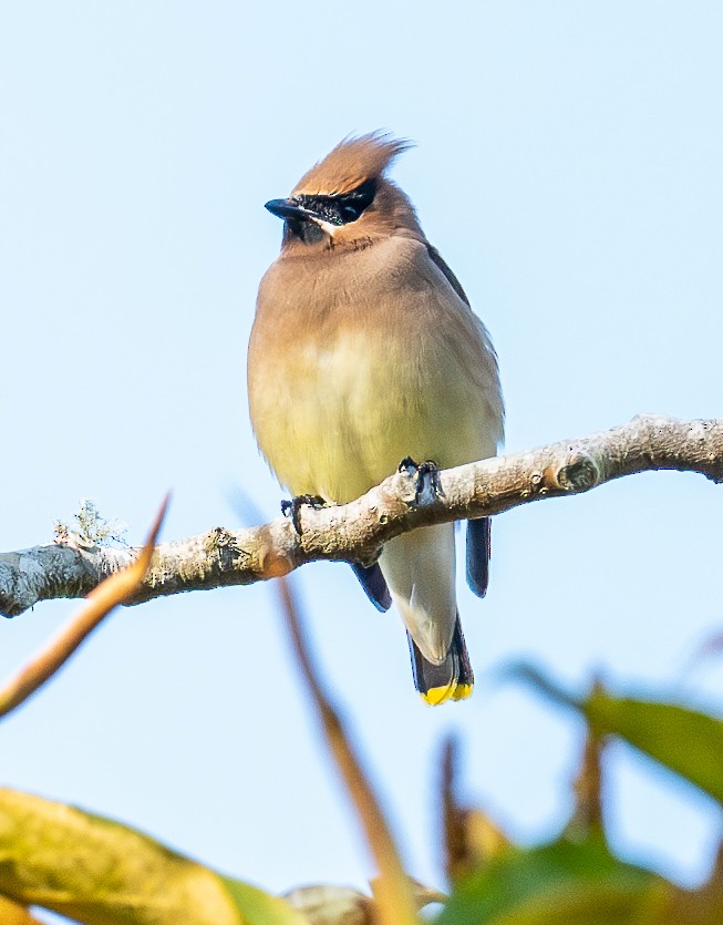 Cedar Waxwing - ML634646188