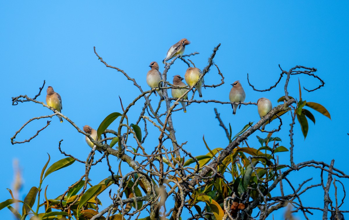 Cedar Waxwing - ML634646190