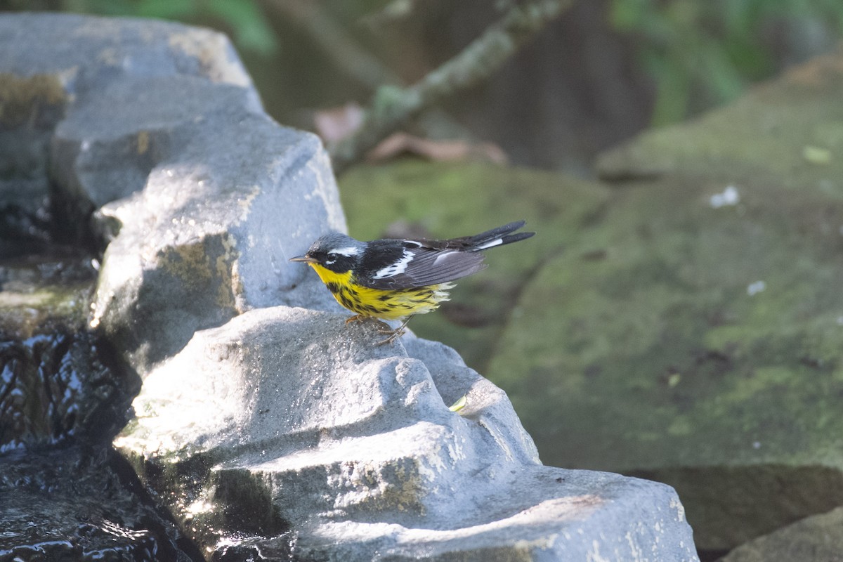 Magnolia Warbler - ML634646243