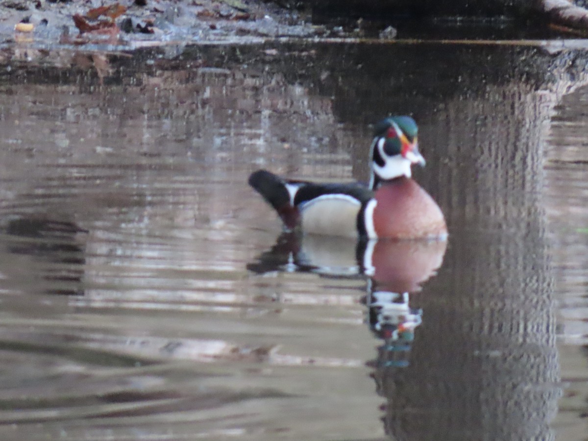 Wood Duck - ML634646256