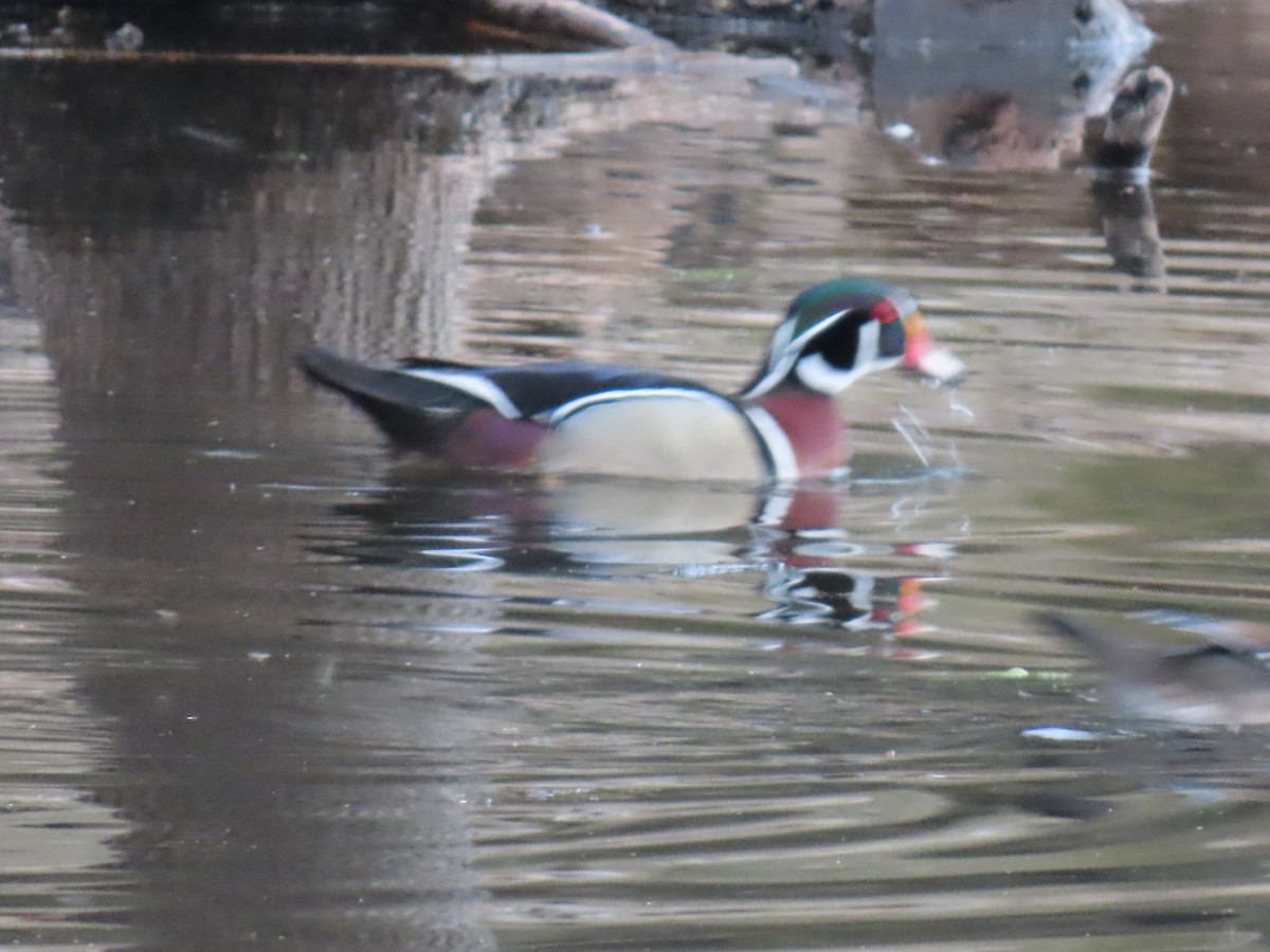 Wood Duck - ML634646257