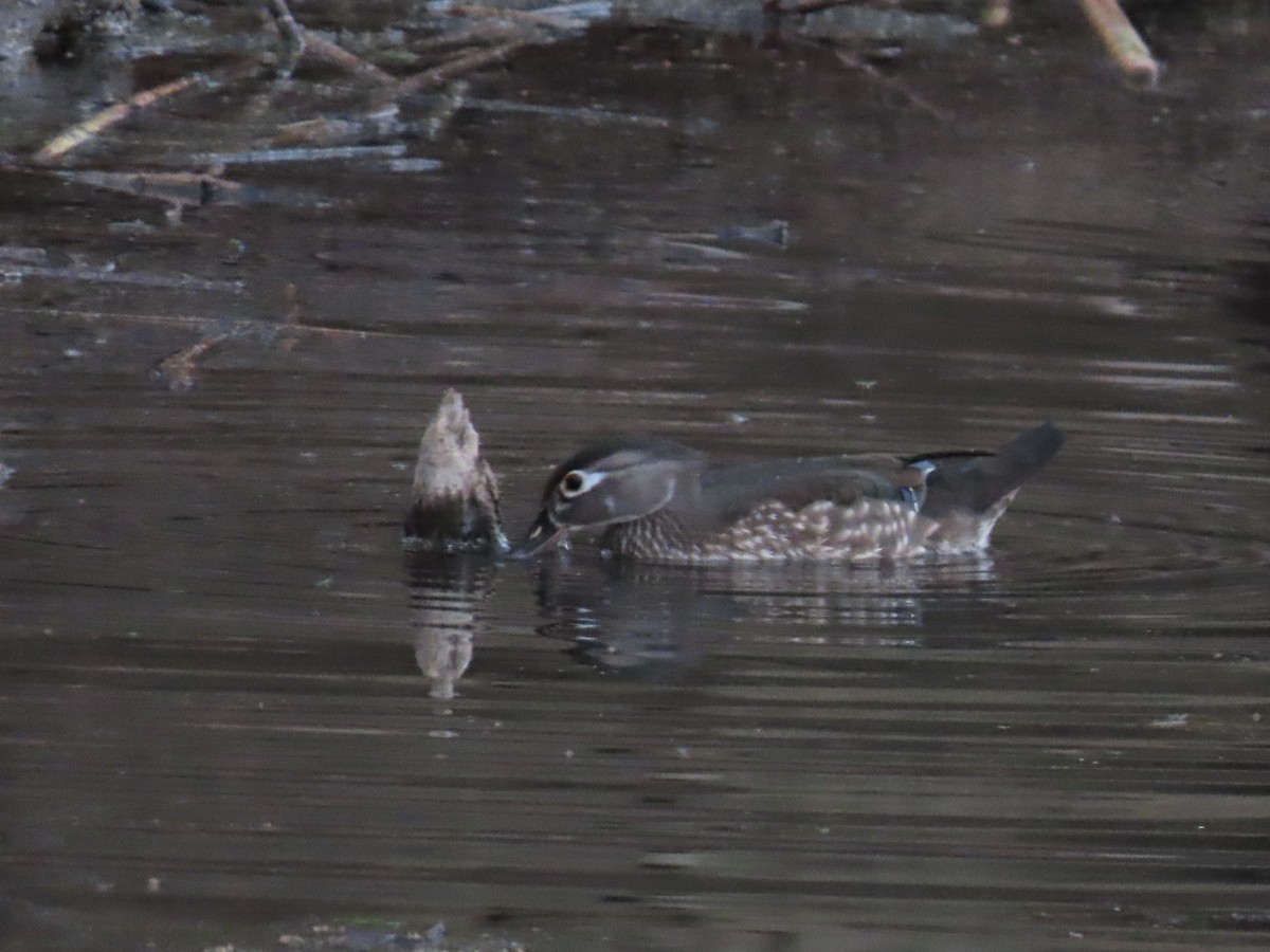 Wood Duck - ML634646258