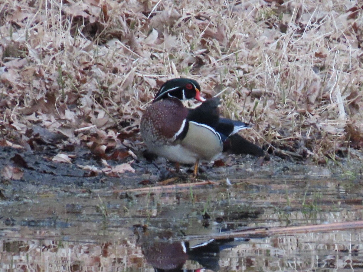 Wood Duck - ML634646259
