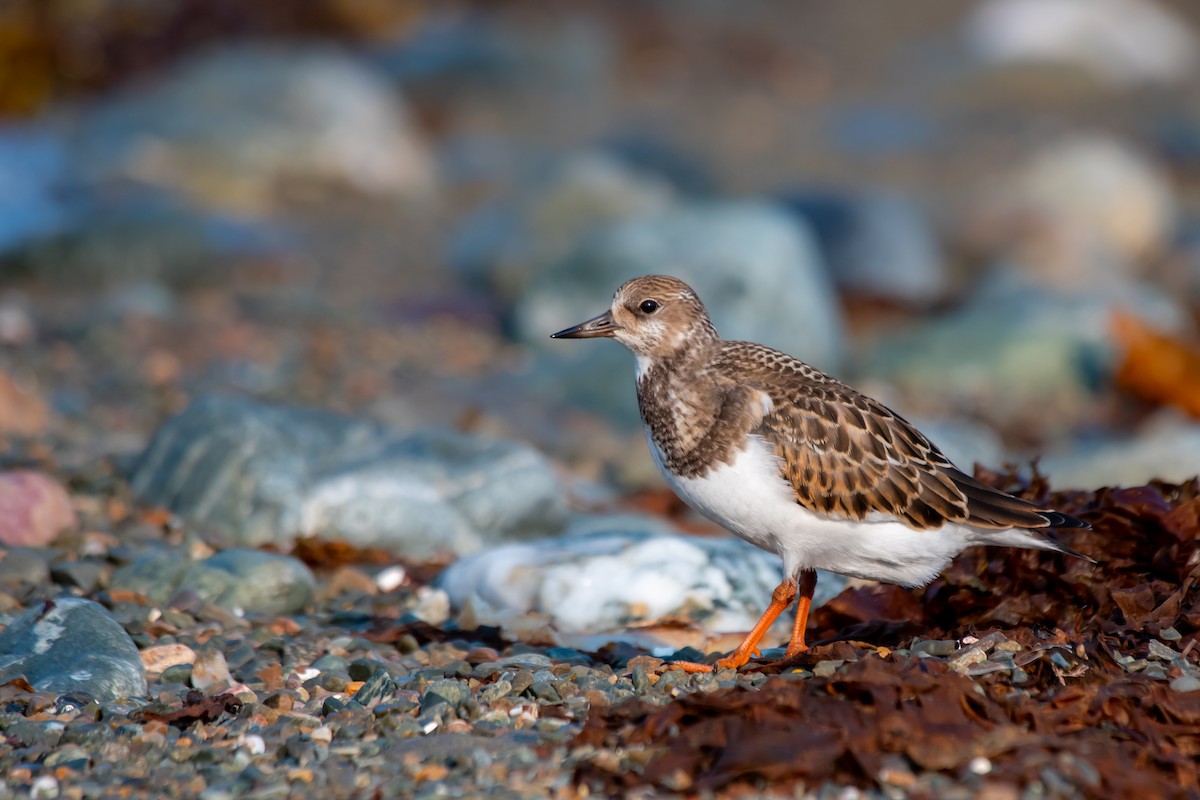 Steinwälzer - ML634646285