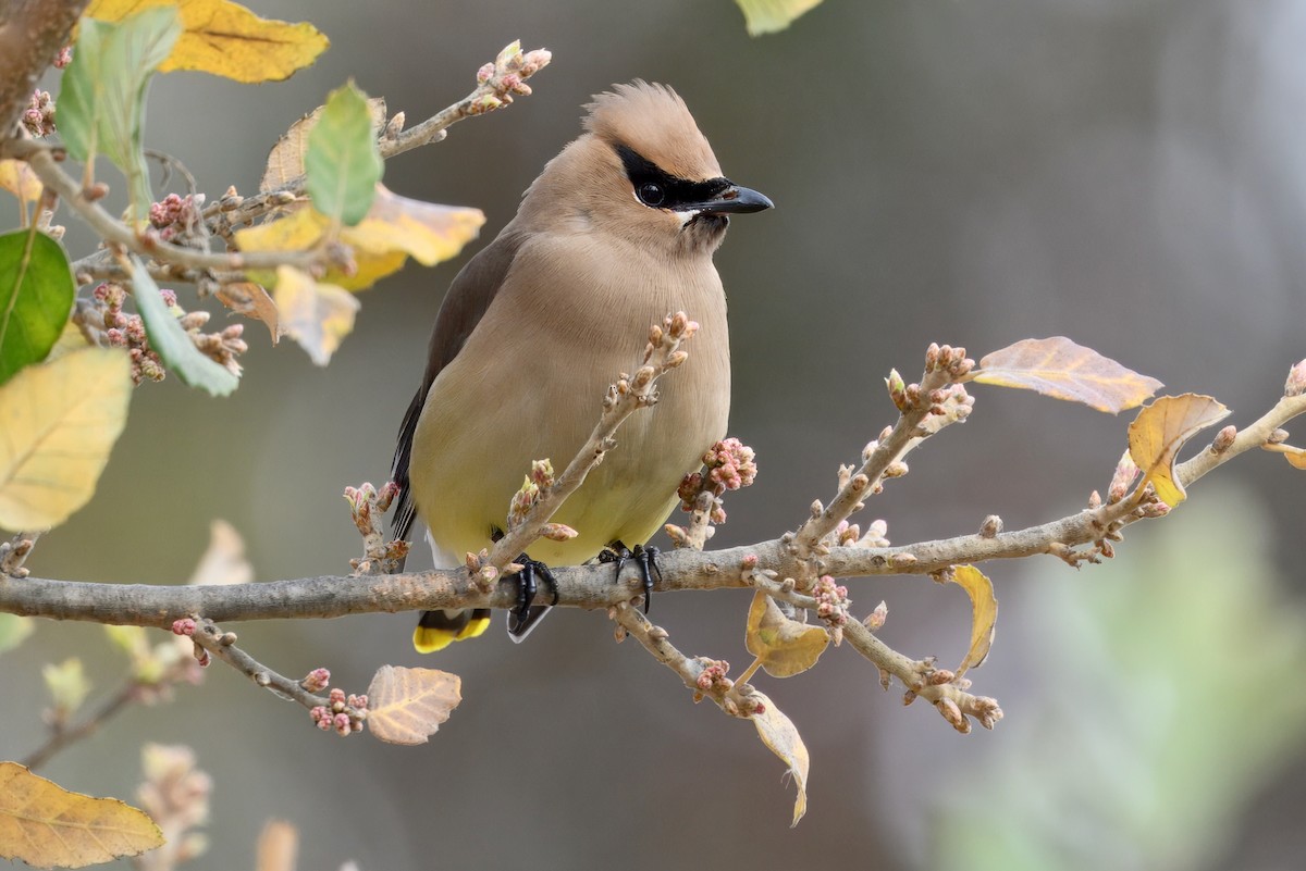 Cedar Waxwing - ML634646463