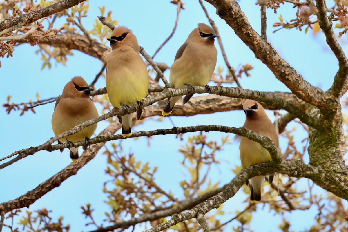 Cedar Waxwing - ML634646465