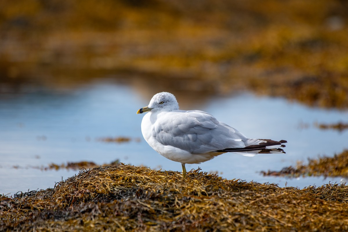 Ringschnabelmöwe - ML634646468