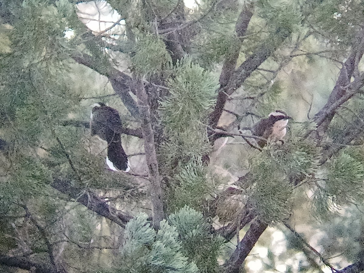White-browed Babbler - ML634646493